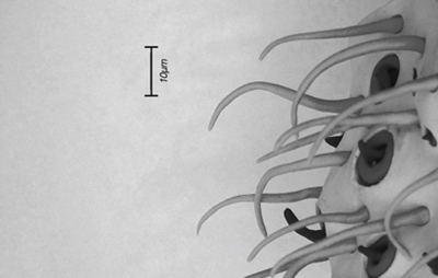 D013